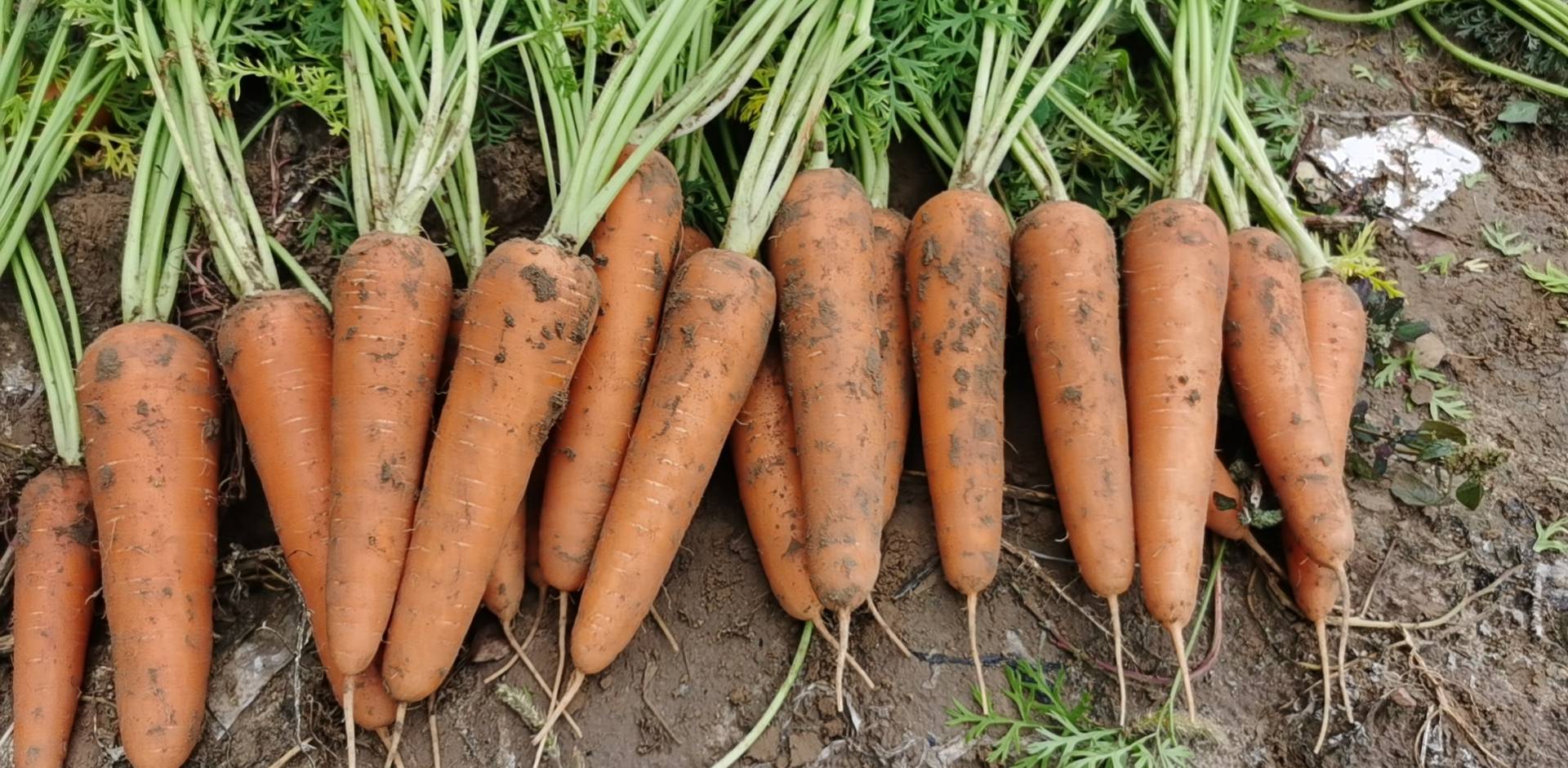 展示一根胡萝卜的大头与小头部分,清晰对比其质地和颜色差异 胡萝卜大头与小头对比图