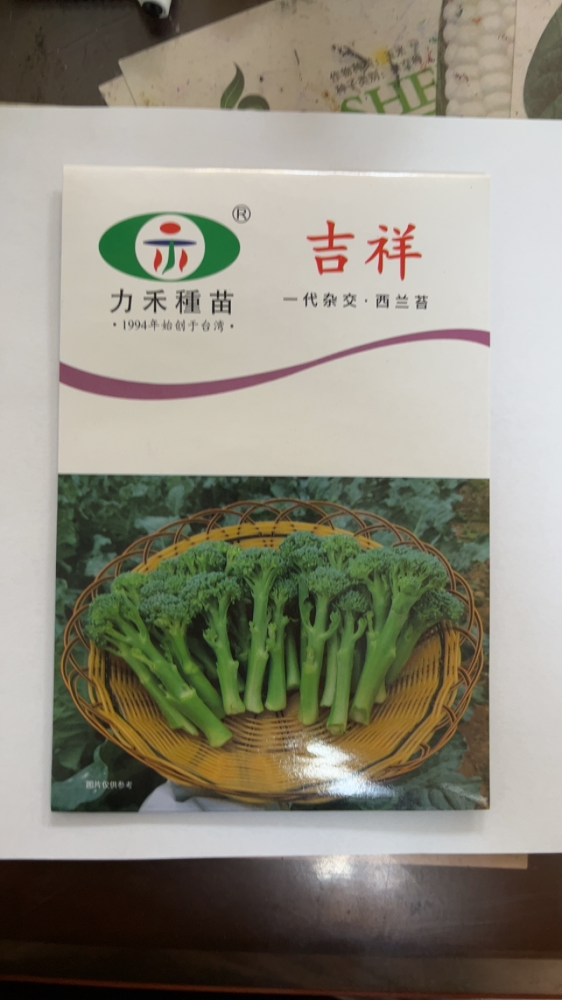 种子公司直发进口西兰苔种子