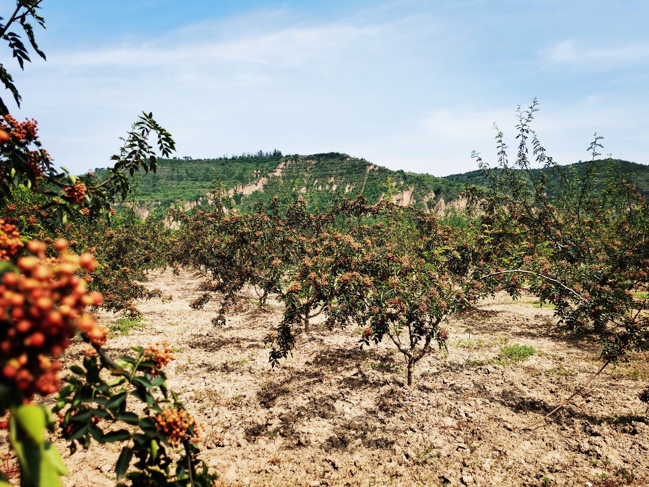 花椒不同品种对比图
