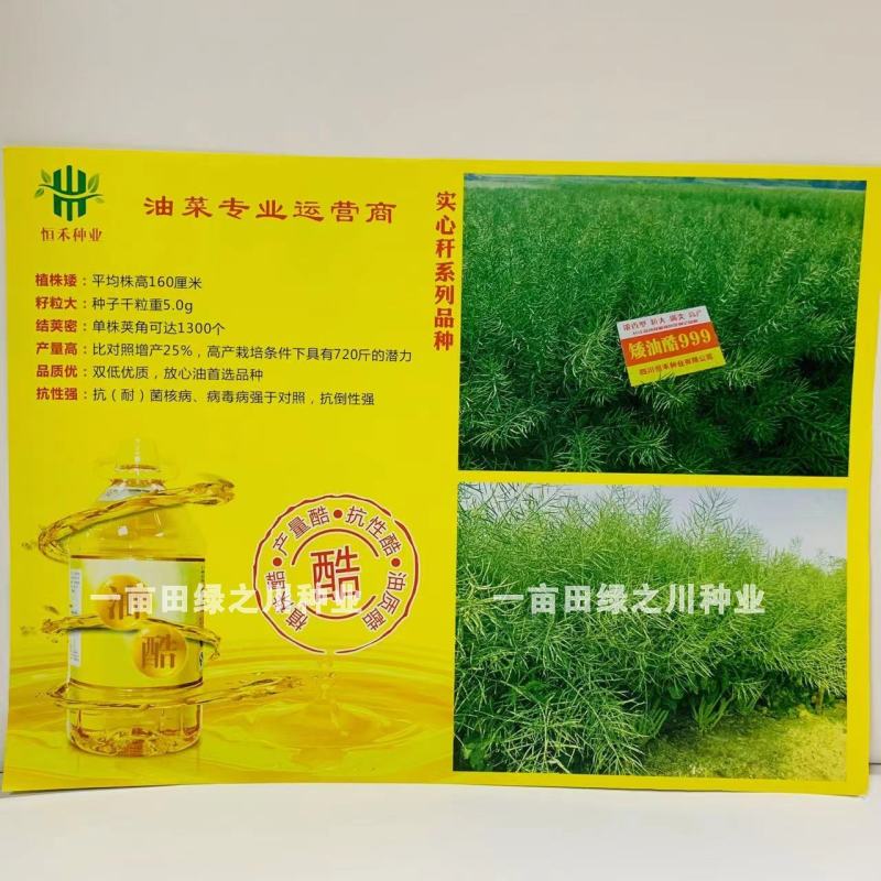 油菜专业运营商四川油菜种子矮油酷999油菜籽种子矮杆