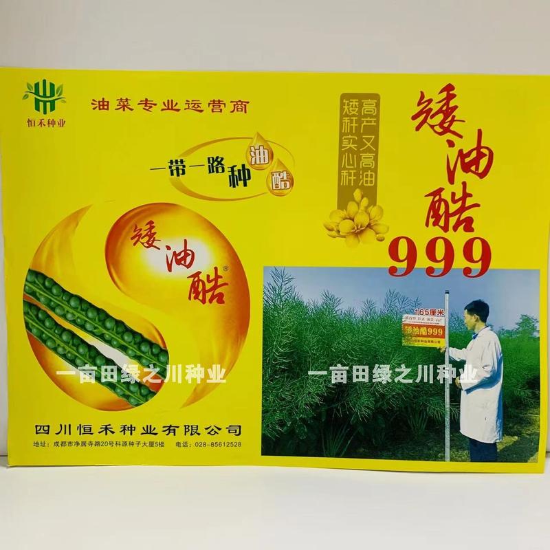 油菜专业运营商四川油菜种子矮油酷999油菜籽种子矮杆