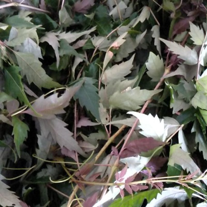 纯野生藤茶