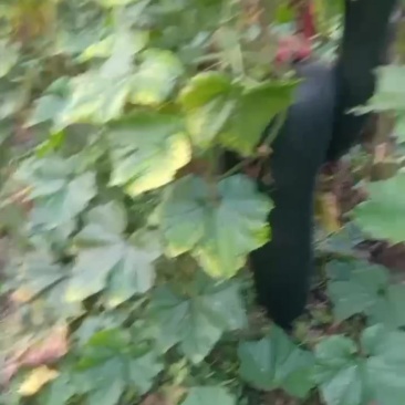 瓜果蔬菜专业种植区域，我愿真诚为广大客商服务，