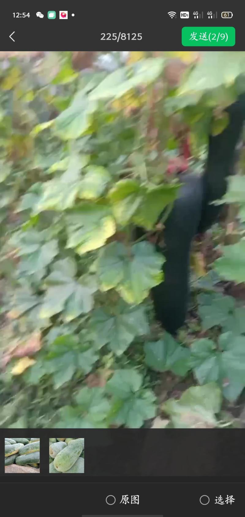 瓜果蔬菜专业种植区域，我愿真诚为广大客商服务，