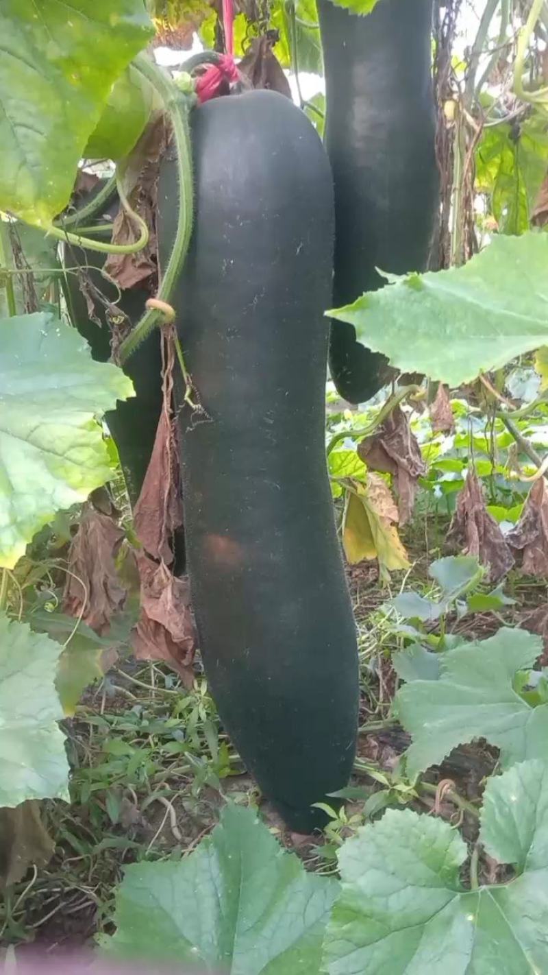 瓜果蔬菜专业种植区域，我愿真诚为广大客商服务，