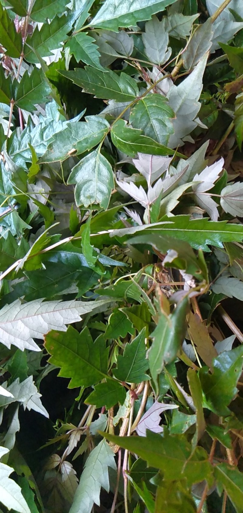 纯野生藤茶