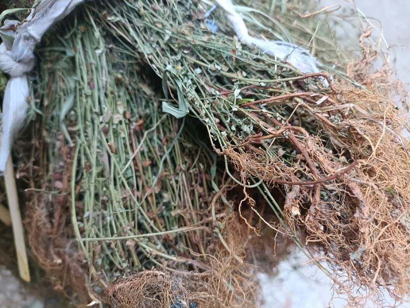 田基黄，田基黄产新中……有需要的老板联系我