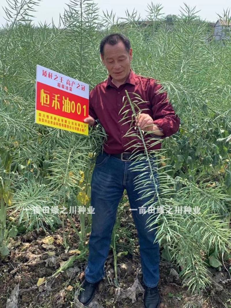 矮杆大粒高产油菜种子恒禾油001浓香矮杆油菜种子早熟