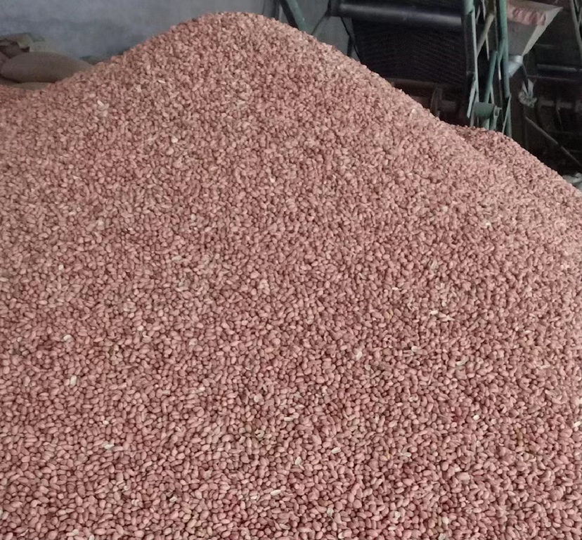 山东平度红皮花生田间种植图,展示当地农民正在采收红皮花生 山东平度红皮花生田间种植图