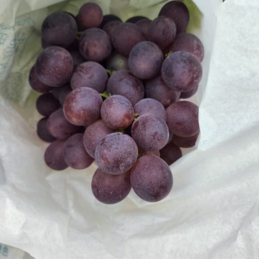 新郁葡萄已大量上市