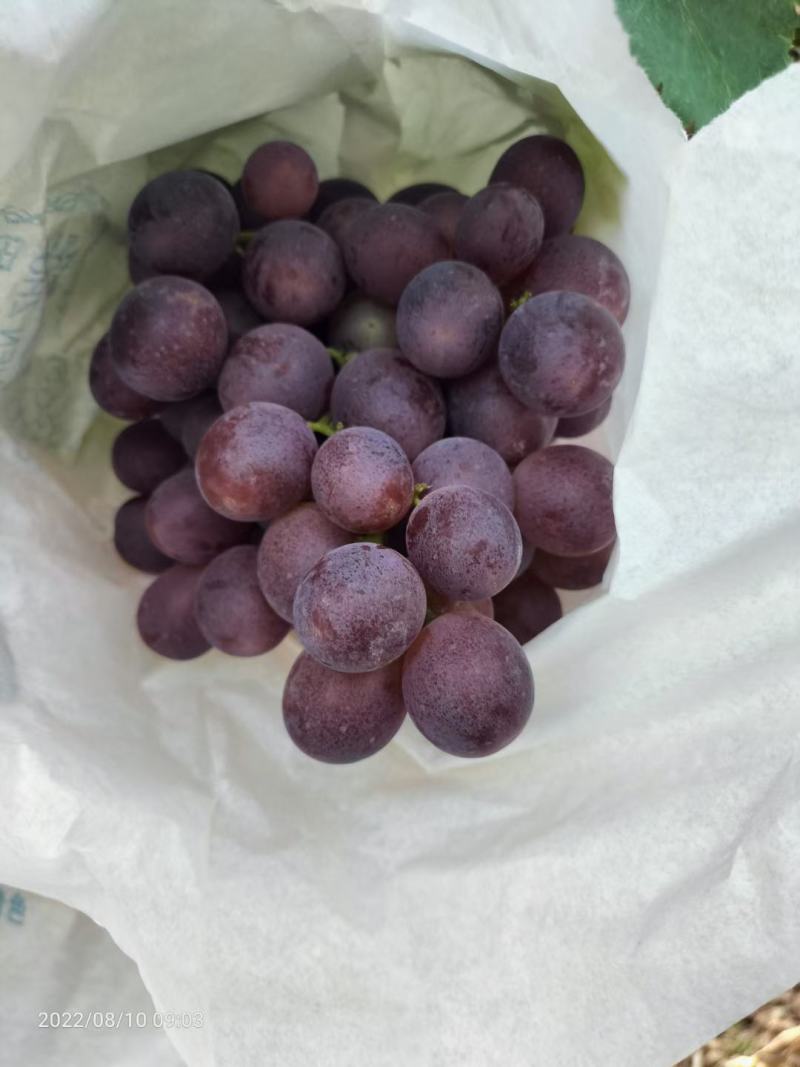 新郁葡萄已大量上市