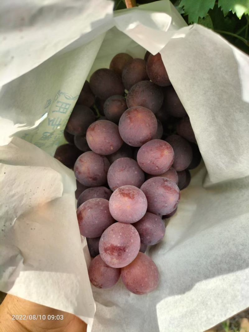 新郁葡萄已大量上市