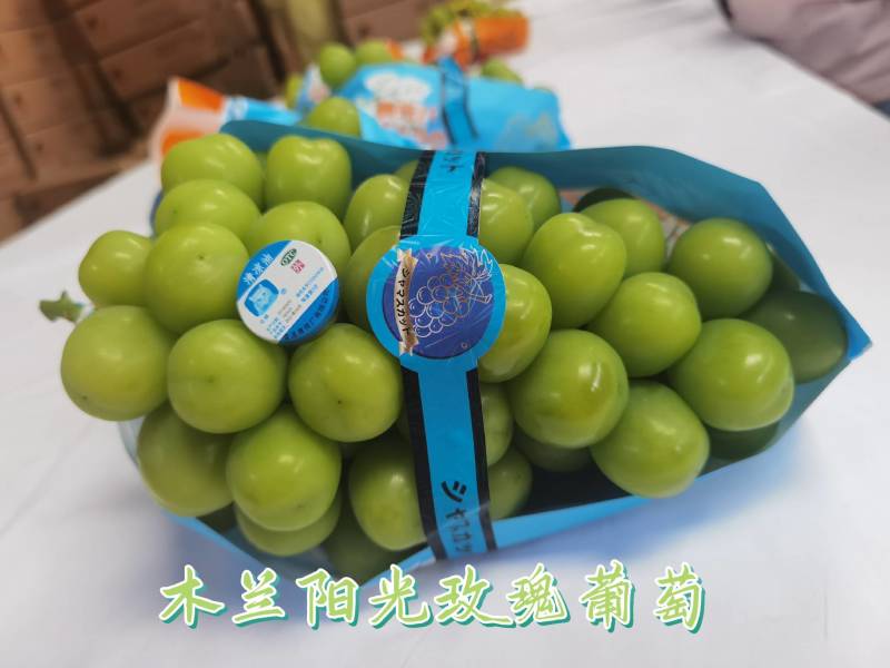 成都自产自销专营阳光玫瑰葡萄四万多斤待售