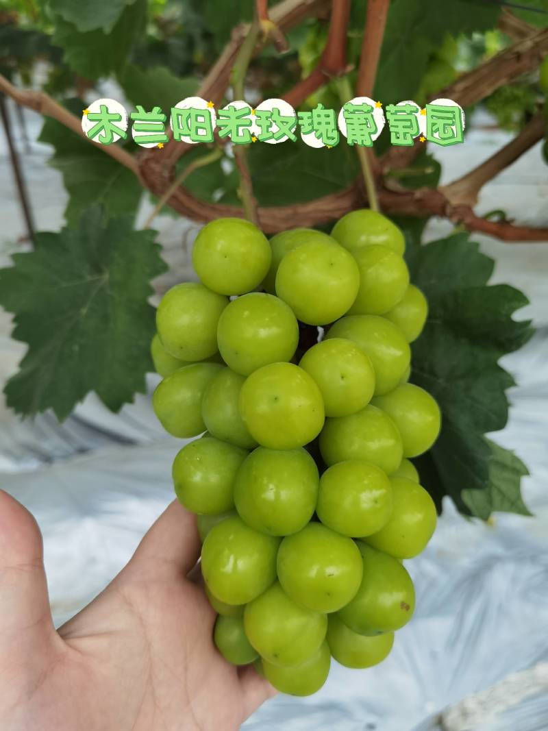 成都自产自销专营阳光玫瑰葡萄四万多斤待售