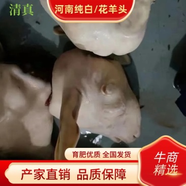 河南羊头，育肥优质清真羊净头，纯白头花头均有，一手货源