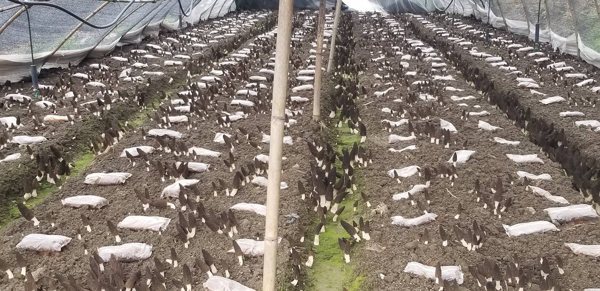 四川凉山州昭觉县羊肚菌夏季栽培基地:黑色地膜全覆盖覆土层(厚度4cm),其上架设可调节角度白色遮阳网(离地1.5m),网下悬挂温湿度传感器与微型气象站。远处可见山顶通风口与湿帘降温系统。 西南高海拔羊肚菌夏季栽培基地覆土与遮阳系统实景