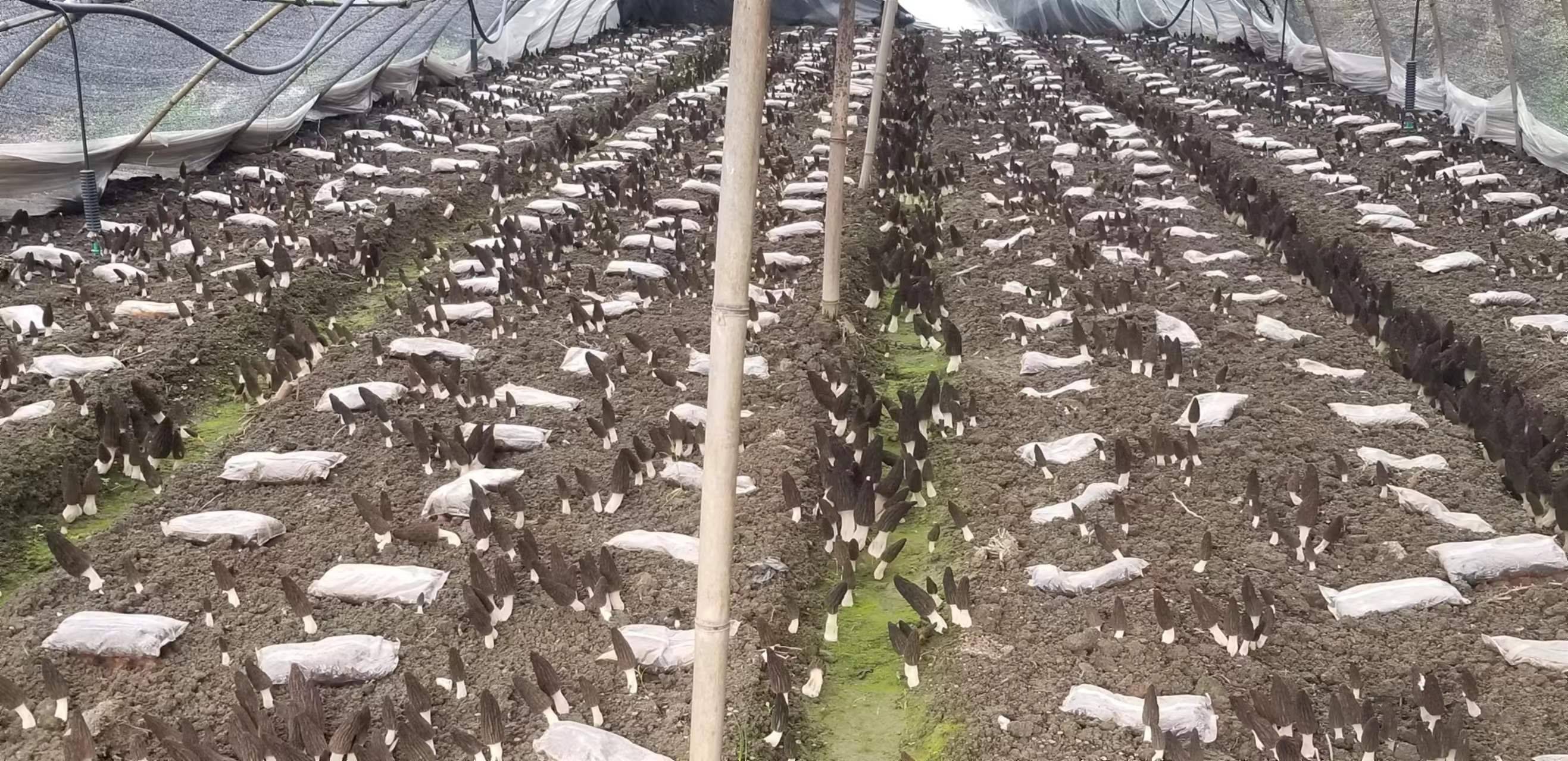 羊肚菌常见品种对比图