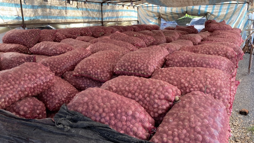 展示正在发酵中的独头蒜,置于恒温设备中,表面覆盖湿布 黑蒜发酵过程中