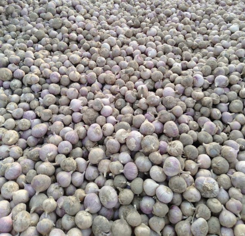 独头蒜剥皮晾干过程