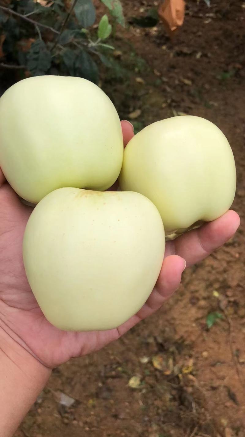 辽宁绥中嘎啦苹果上市了