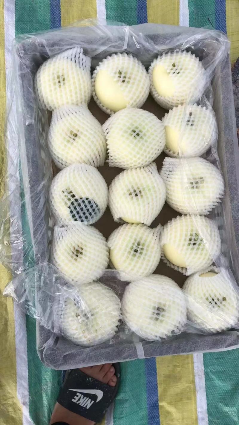 辽宁绥中嘎啦苹果上市了