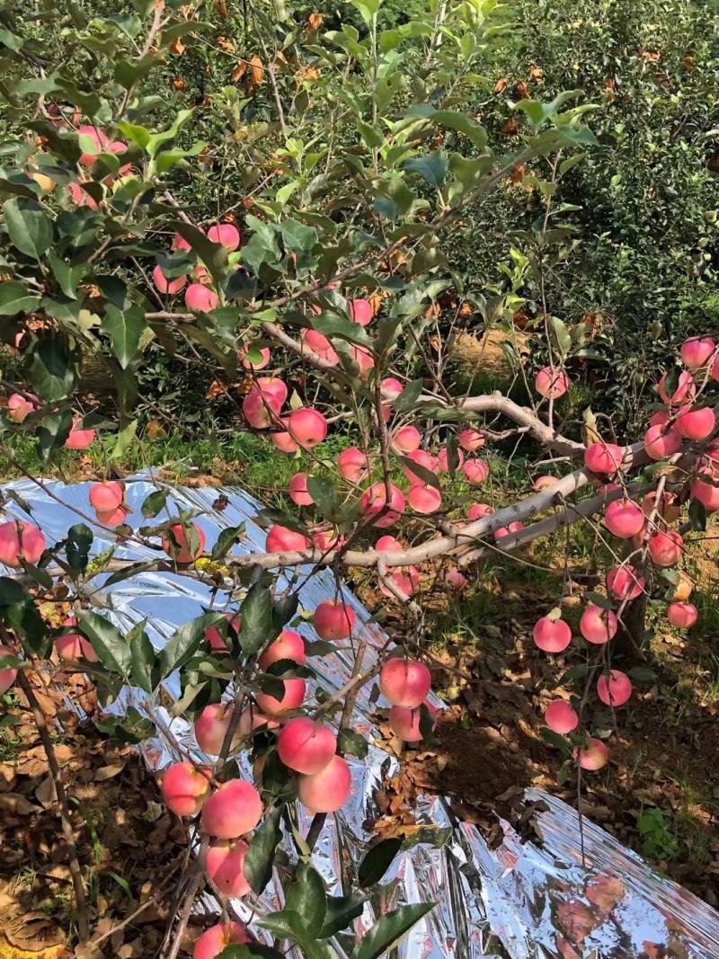 辽宁绥中嘎啦苹果上市了