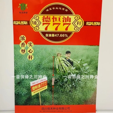 德恒油777油菜种子实心杆高产高油矮杆抗倒油菜籽种子