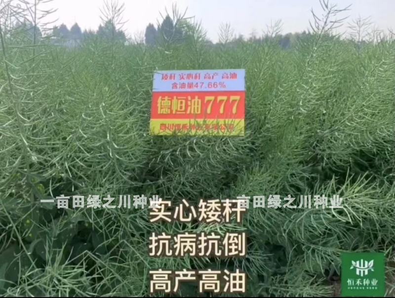 德恒油777油菜种子实心杆高产高油矮杆抗倒油菜籽种子