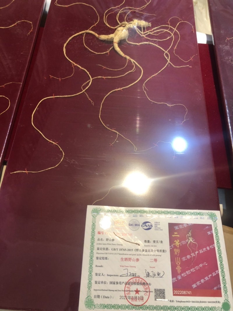 批发国检野山参一等【60cm】（国检/部检）各种规格