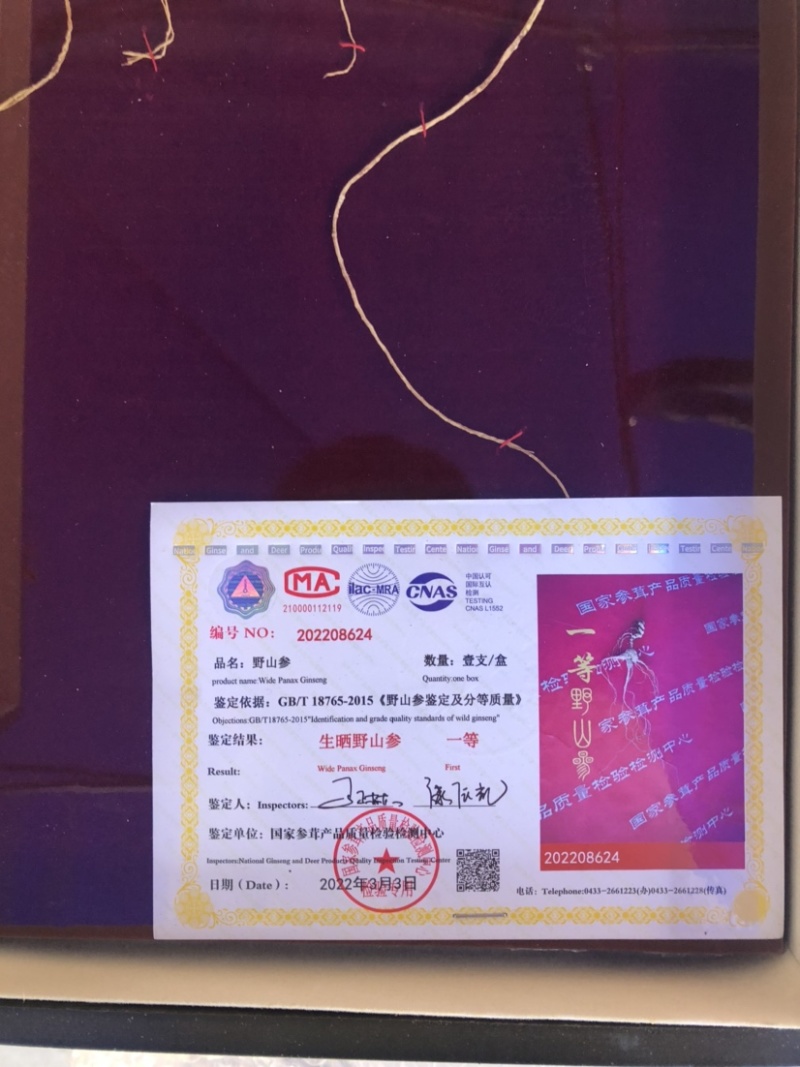 批发国检野山参一等【60cm】（国检/部检）各种规格