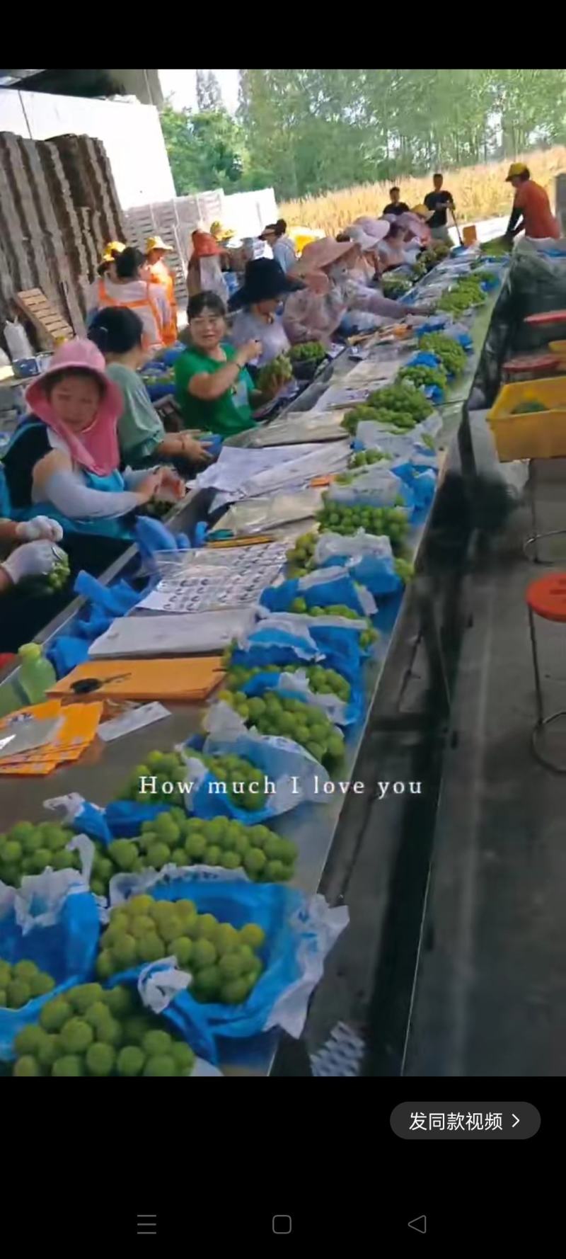 葡萄中的王子一一阳光玫瑰