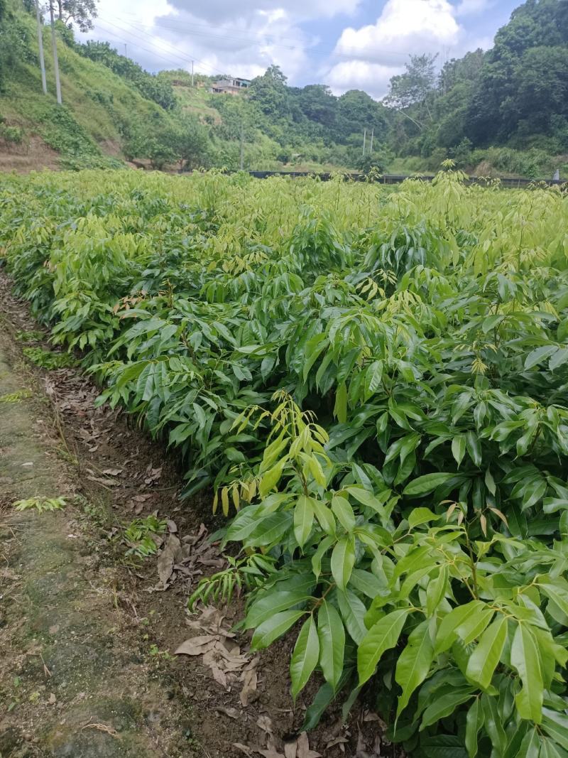 妃子笑荔枝苗，鸡嘴荔枝苗，桂味荔枝苗，仙进奉荔枝苗，冰荔