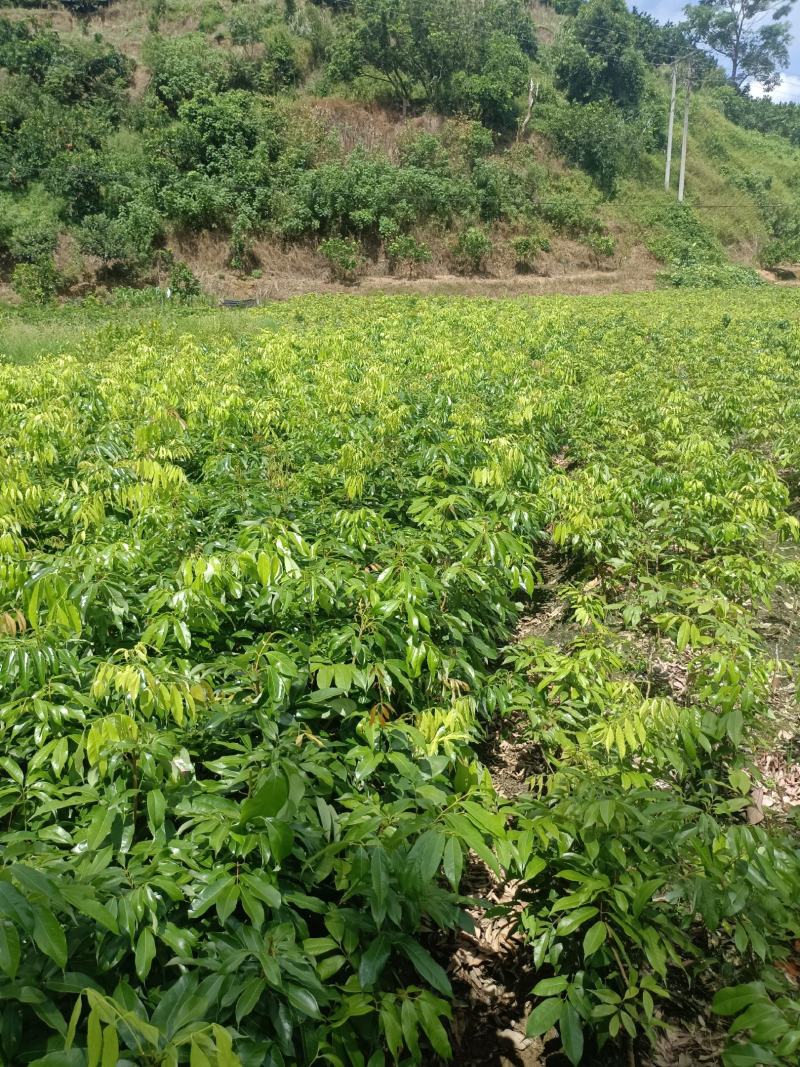 妃子笑荔枝苗，鸡嘴荔枝苗，桂味荔枝苗，仙进奉荔枝苗，冰荔