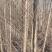 3公分榆树/榆树小苗/各种规格榆树齐全/4红的榆树