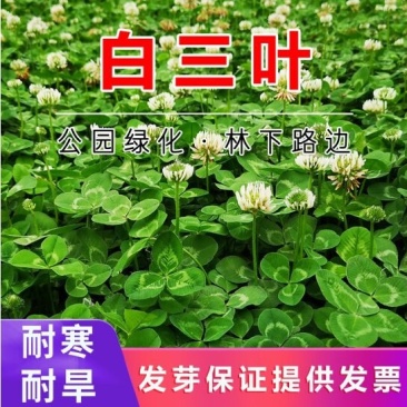 白三叶种子红三叶三叶草种子车轴草四季果园绿肥蜜源绿化草坪