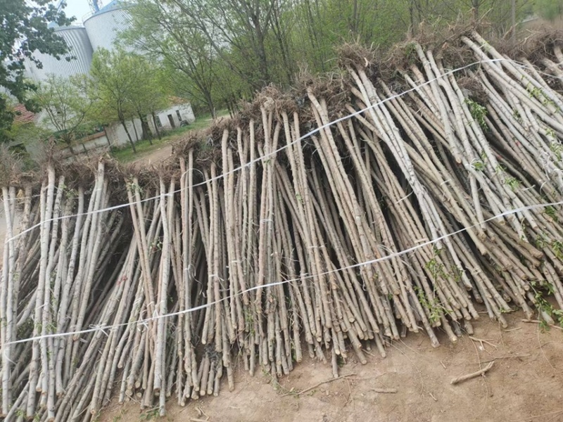3公分榆树/榆树小苗/各种规格榆树齐全/4红的榆树