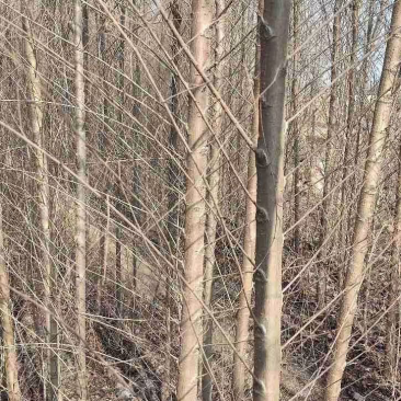 3公分榆树/榆树小苗/各种规格榆树齐全/4红的榆树