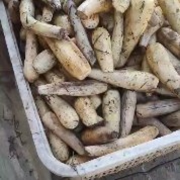 莲藕新鲜藕粉藕粉加工藕粉边角料，适合加工厂合作
