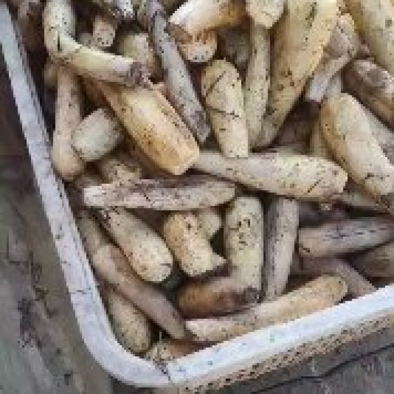 莲藕新鲜藕粉藕粉加工藕粉边角料，适合加工厂合作