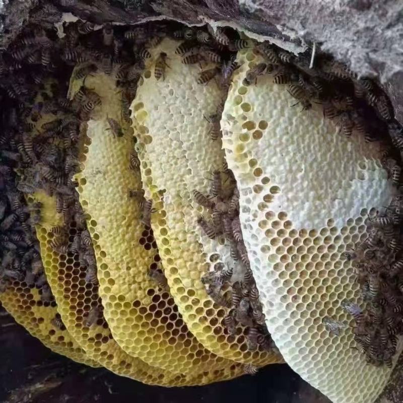铁箱蜂巢蜜，黑色蜂糖、黄色蜂糖、结晶蜂糖、岩石蜂糖