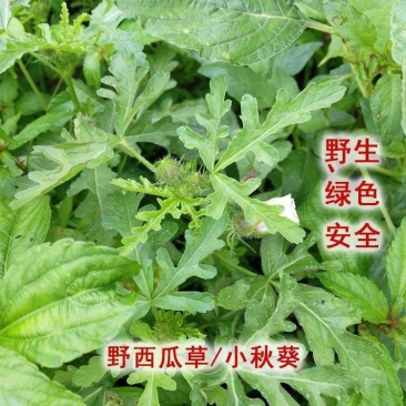 野西瓜苗中药材内蒙瓜秧小秋葵木槿香铃草野芝麻打瓜花新鲜