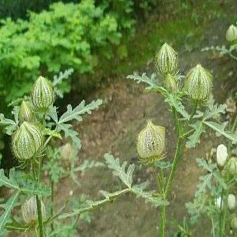 野西瓜苗中药材内蒙瓜秧小秋葵木槿香铃草野芝麻打瓜花新鲜