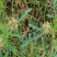 野西瓜苗中药材内蒙瓜秧小秋葵木槿香铃草野芝麻打瓜花新鲜