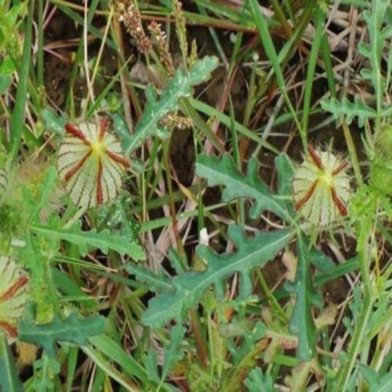 野西瓜苗中药材内蒙瓜秧小秋葵木槿香铃草野芝麻打瓜花新鲜