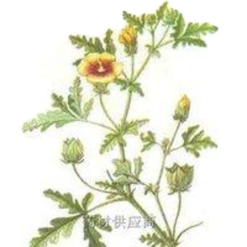 野西瓜苗中药材内蒙瓜秧小秋葵木槿香铃草野芝麻打瓜花新鲜