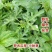 野西瓜苗中药材内蒙瓜秧小秋葵木槿香铃草野芝麻打瓜花新鲜