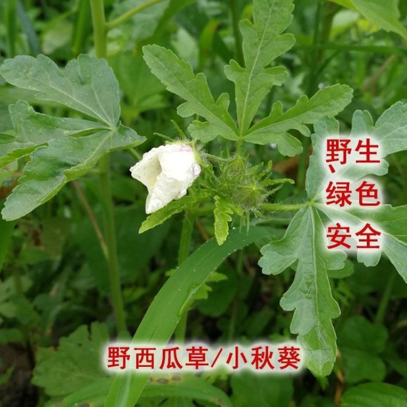 野西瓜苗中药材内蒙瓜秧小秋葵木槿香铃草野芝麻打瓜花新鲜