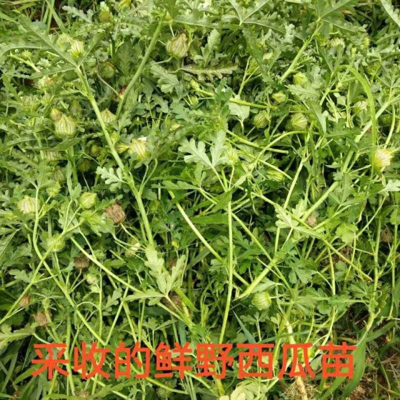 野西瓜苗中药材内蒙瓜秧小秋葵木槿香铃草野芝麻打瓜花新鲜