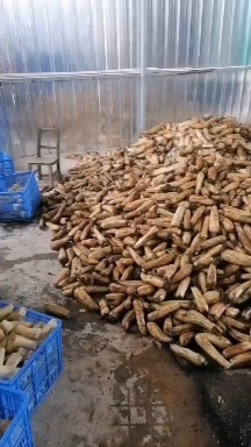 莲藕新鲜藕粉藕粉加工藕粉边角料，适合加工厂合作