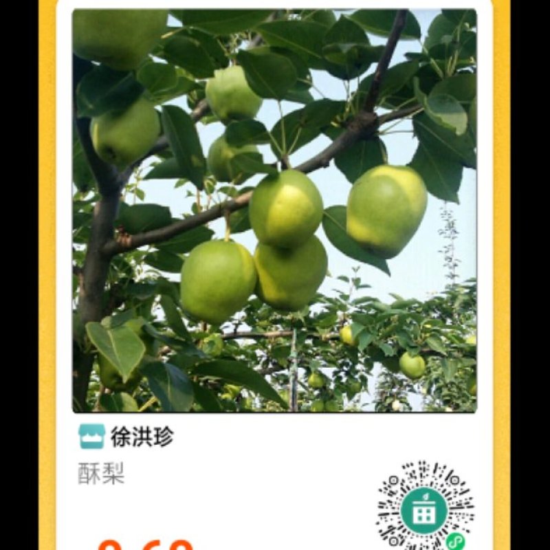 山东滨洲市阳信县河流镇徐大村万亩早酥梨大量成熟
